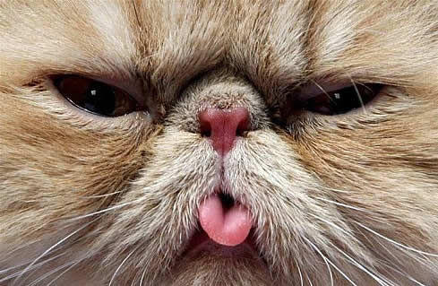 lengua.jpg