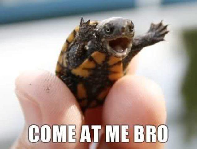 Come at Me Bro Baby Green Turtle Image