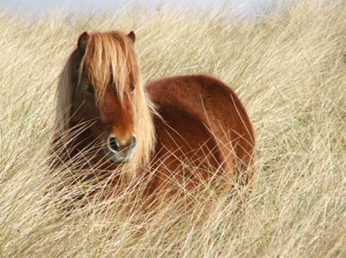 ponies.jpg