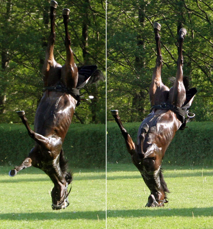 4germanhorse1405_800x858.jpg