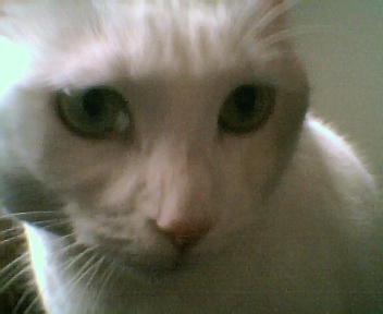 kitty2.jpg