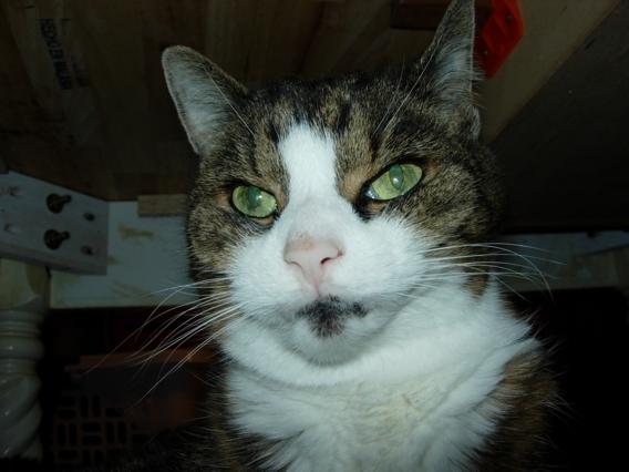 goodkitty.jpg