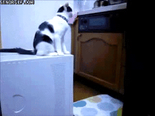funny-gifs-cat-trolling.gif