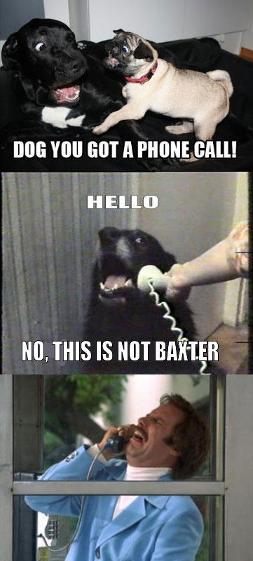 YES-THIS-IS-DOG-6.jpg