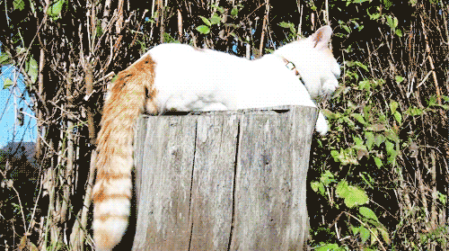tumblr_lwq12sBrXz1r037lwo1_500.gif