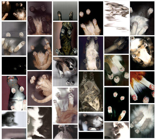 thecatscan.jpg