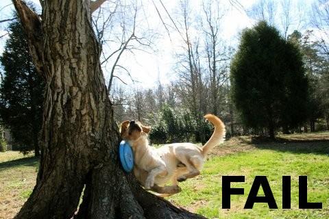 dog_fail-14147.jpg