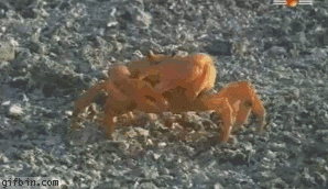 http://i2.kym-cdn.com/photos/images/newsfeed/000/247/358/09d.gif