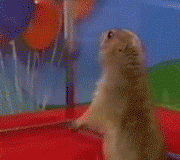 6d0.gif
