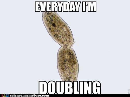 Bacteria Mitosis