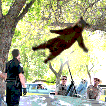 378.gif