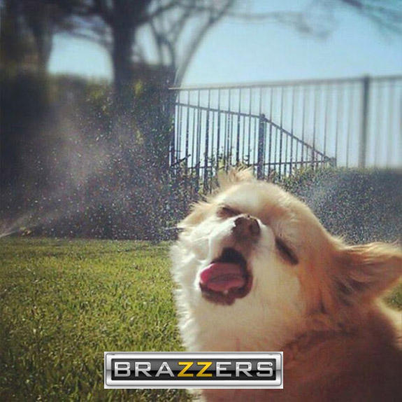 Brazzers Dog