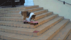 cf6.gif