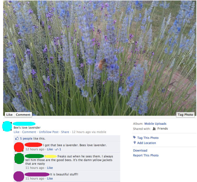 Bees Love Lavender