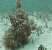 1c5.gif