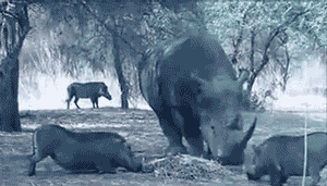 4dc.gif