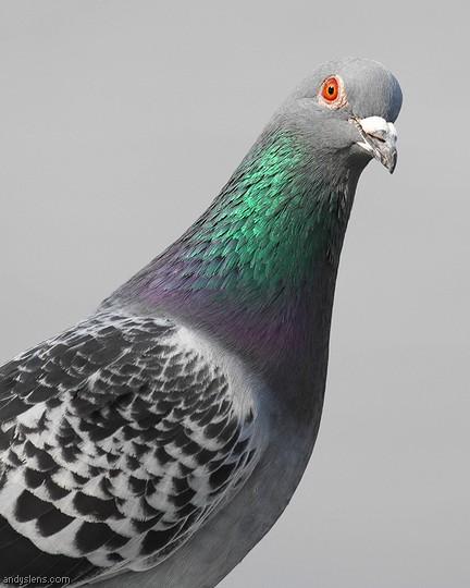 96d.jpg