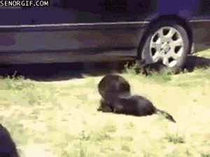 12d.gif