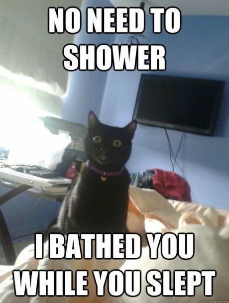 Overly Attached Cat