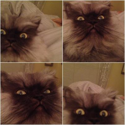 "Here I am frown bombing my Master's phone. Whether I drank scotch before this is irrelevant."