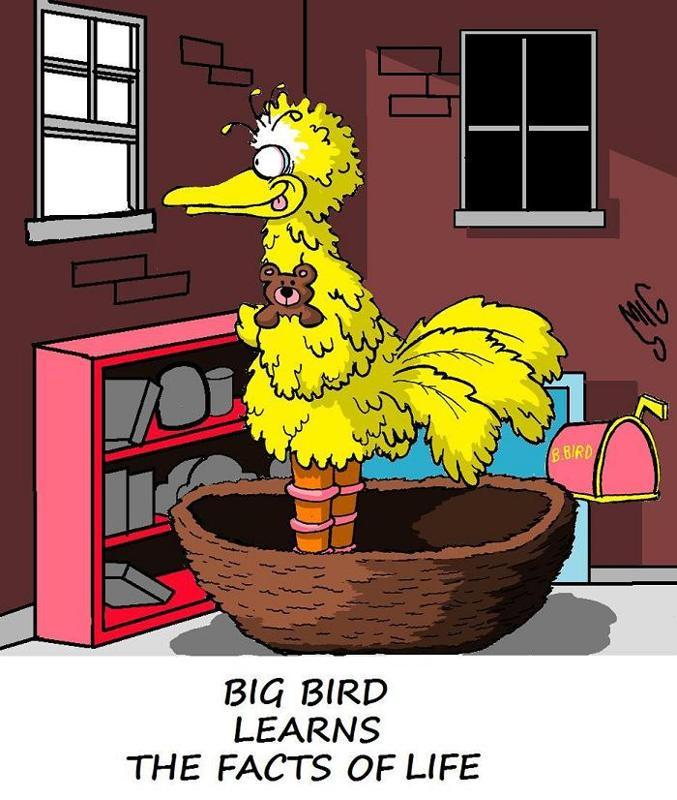 Big Bird Learns the Facts of Life
