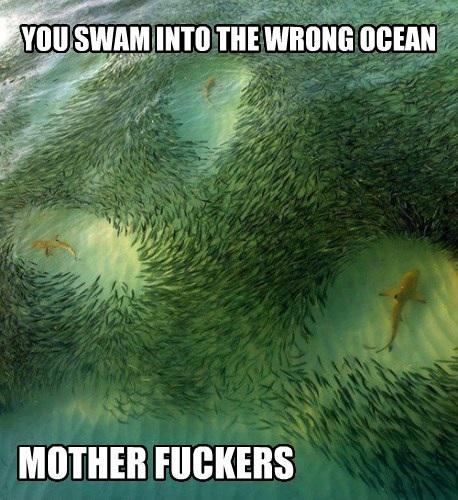 Dumb Sharks