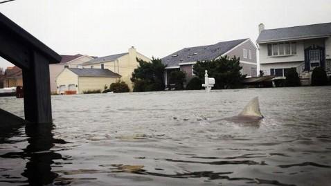 [FAKE] Shark Photoshopped