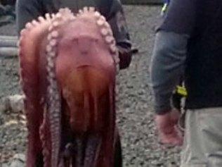 Octopus face