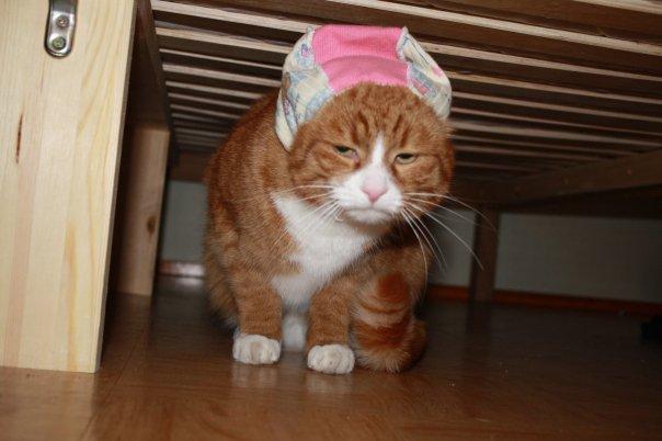 Sulo the Grumpy Cat