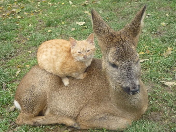 Time to break... in the deer