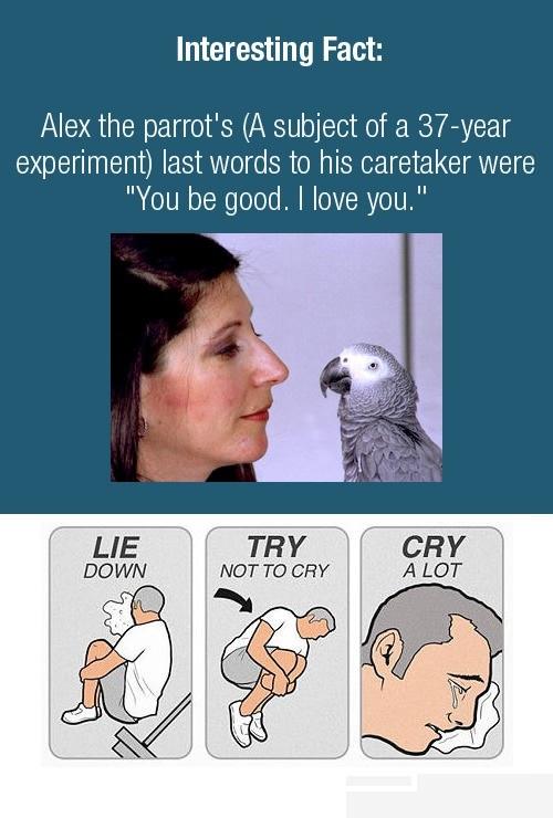 Parrot