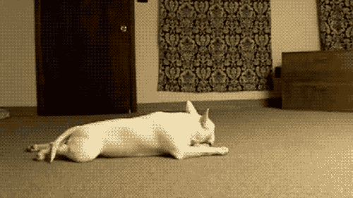 891.gif