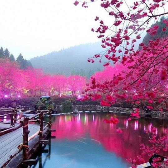 Cherry Blossom Lake