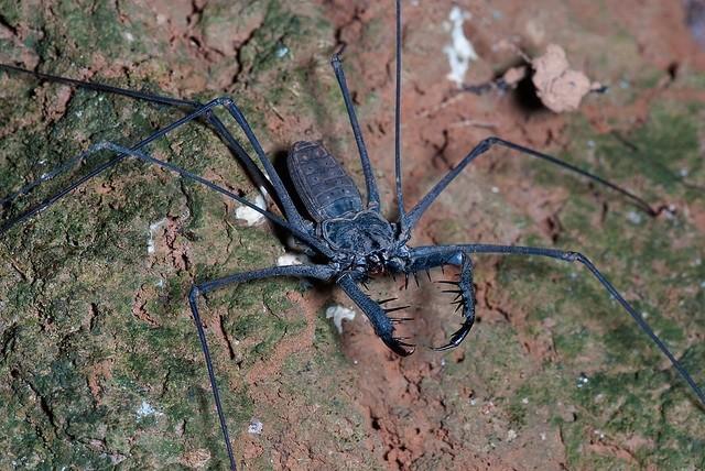Amblypygids (Half scorpion half spider)