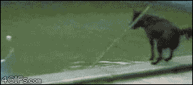 0db.gif
