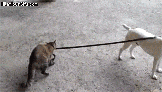 5f0.gif