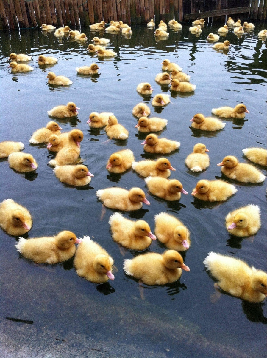 A Bunch of Baby Ducks Cute Animals Know Your Meme