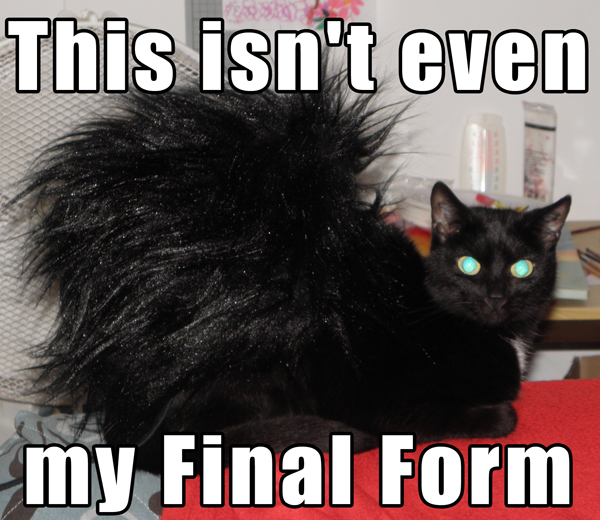 Rooster Cat This Isn't Even My Final Form Know Your Meme