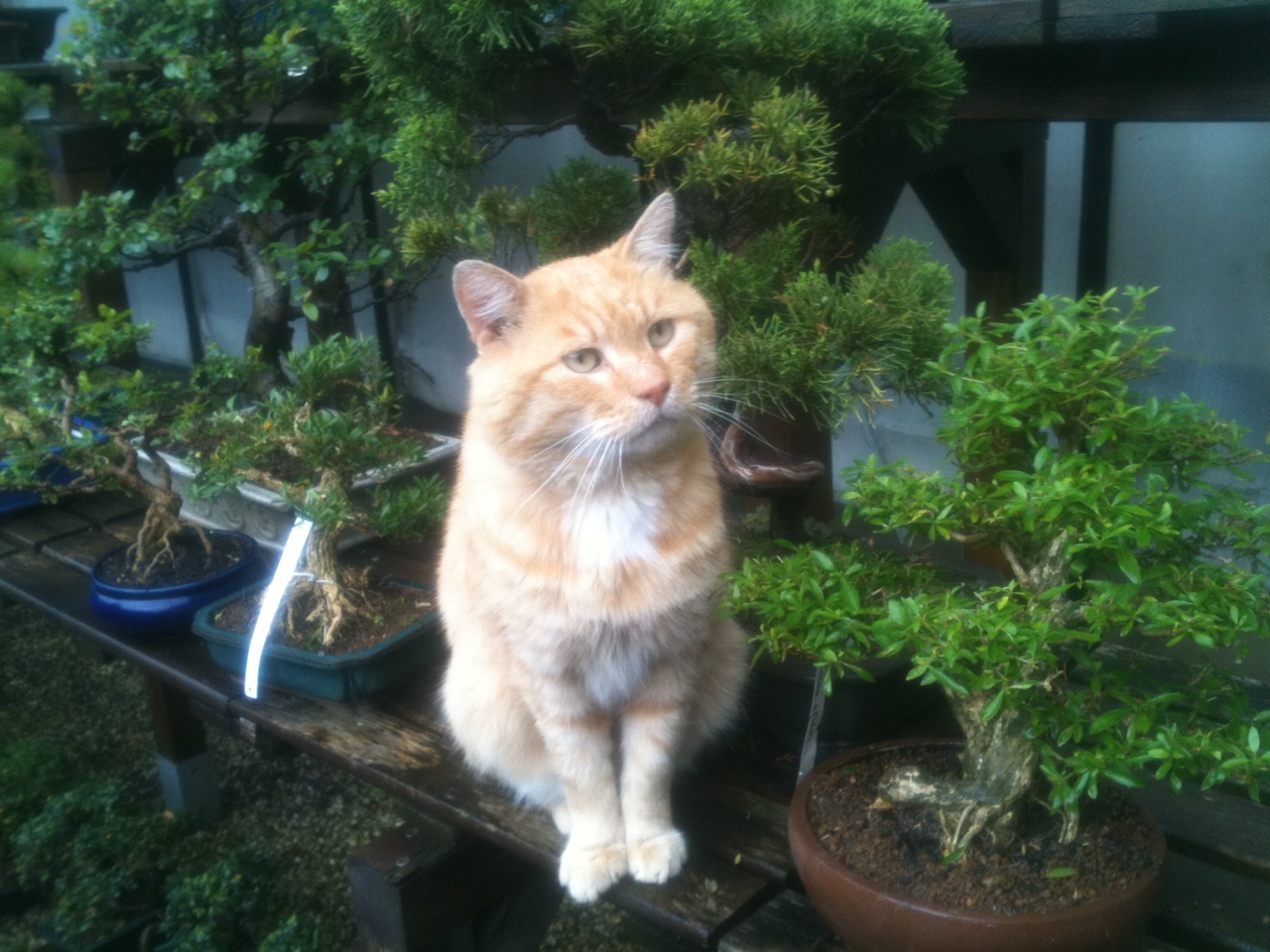 [Image 472695] Bonsai Kittens Know Your Meme