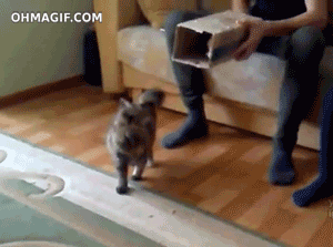 4c1.gif