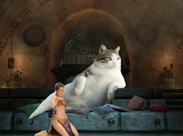 Jabba Cat Tombili / Chill Cat Know Your Meme