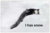 Cat-i-has-snow