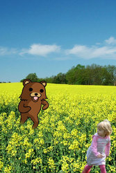 Pedofield
