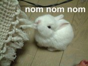 Omomomo