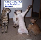 Caturday