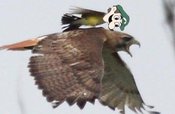Weegee_bird