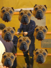 Sharpei_copy