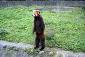 Pandastanding