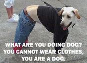 Funny_animals_16_copy