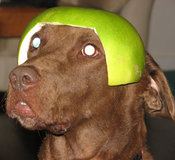 Cocolimedogsmall